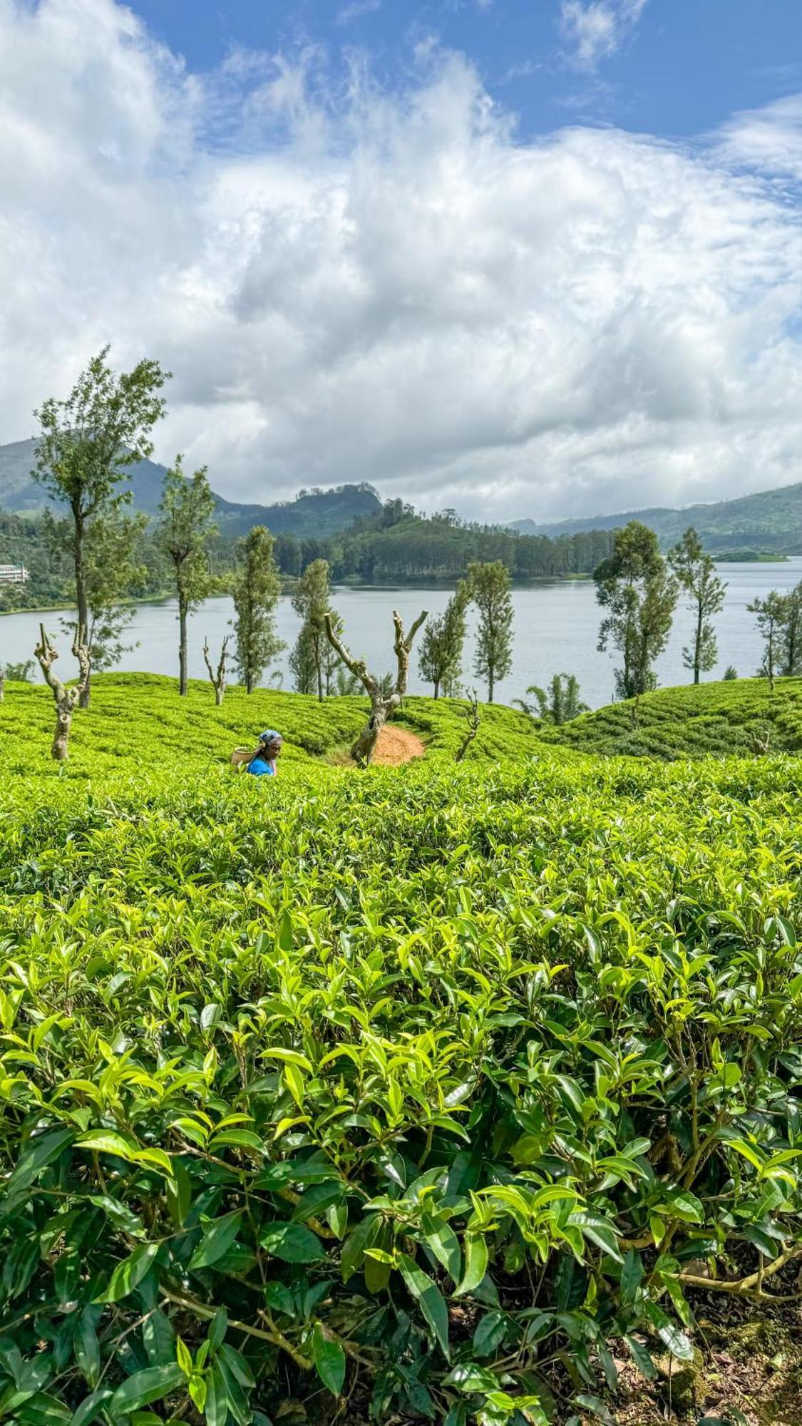 Pekoe Lodge Maskeliya Esterno foto